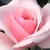 Roza - Park - grm vrtnice - Felberg's Rosa Druschki